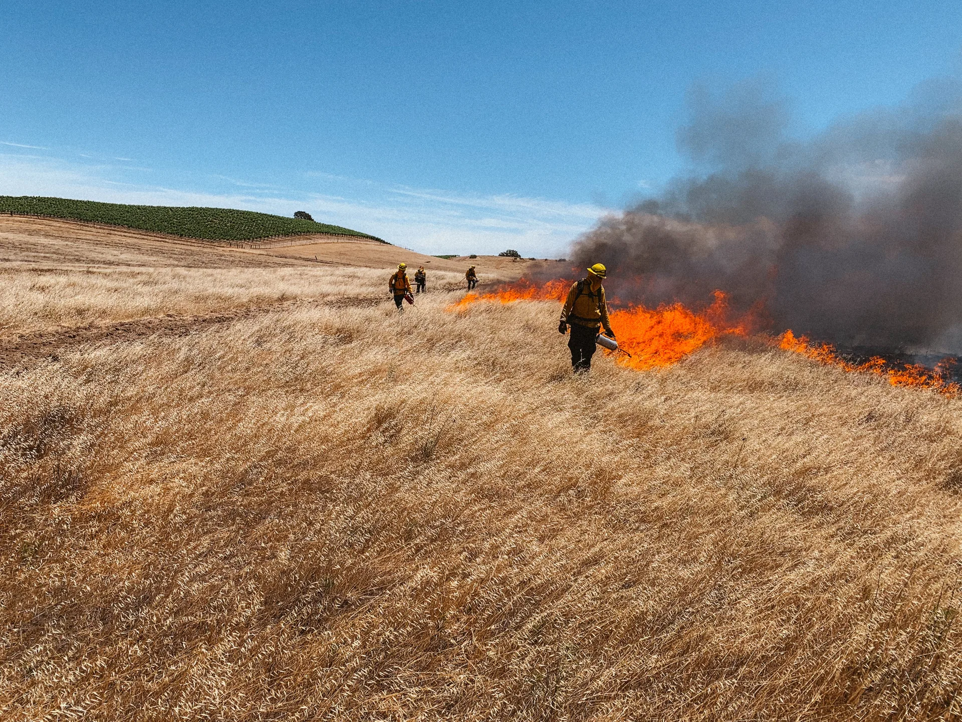 A training burn operation on a California hillside — crew working the fireline through golden grass